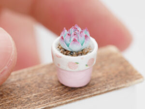 多肉植物桃太郎3